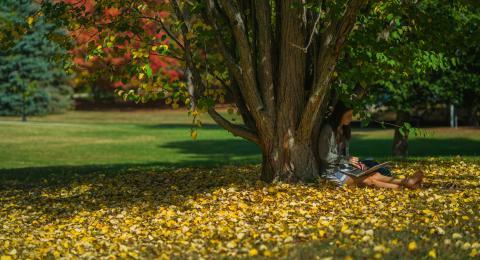 Student sitting under tree, fall leaves on the ground