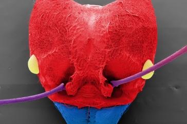 蚂蚁头部的扫描电镜图像，颜色为红色和蓝色