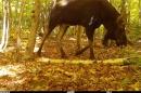 驼鹿的踪迹摄像机